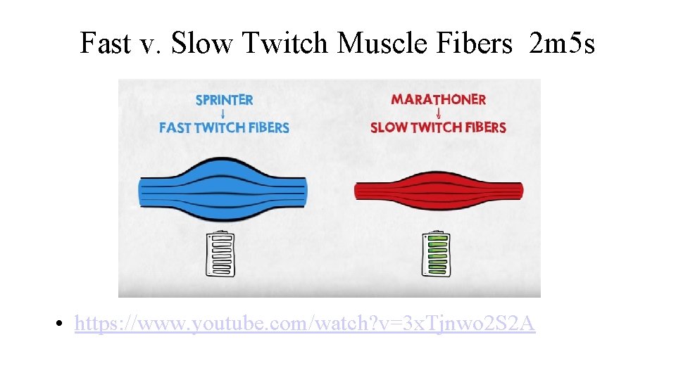 Fast v. Slow Twitch Muscle Fibers 2 m 5 s • https: //www. youtube.