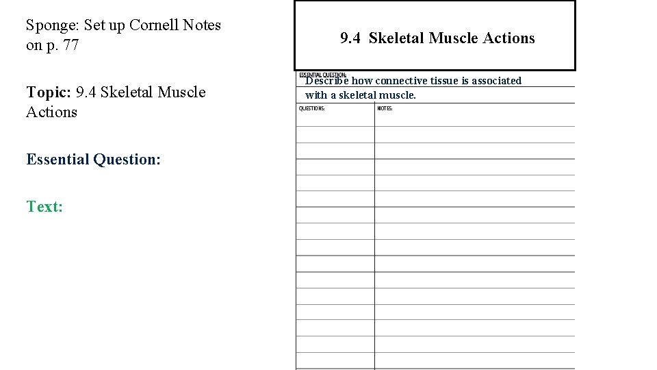 Sponge: Set up Cornell Notes on p. 77 Topic: 9. 4 Skeletal Muscle Actions