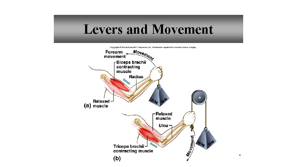 Levers and Movement * 