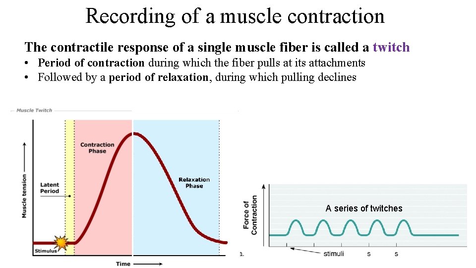 Recording of a muscle contraction The contractile response of a single muscle fiber is