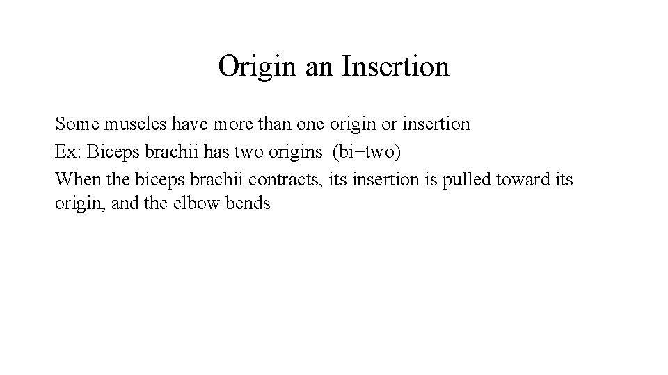 Origin an Insertion Some muscles have more than one origin or insertion Ex: Biceps