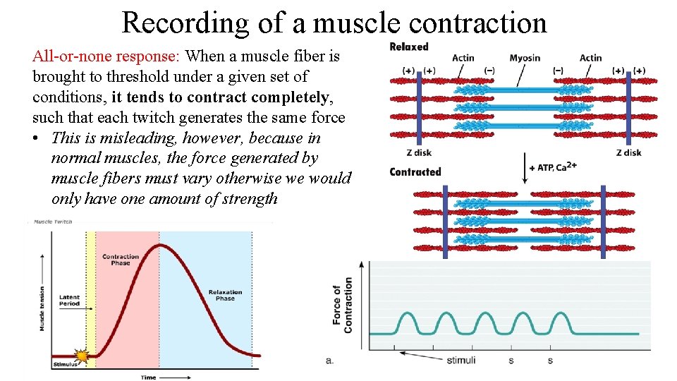 Recording of a muscle contraction All-or-none response: When a muscle fiber is brought to