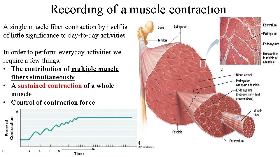 Recording of a muscle contraction A single muscle fiber contraction by itself is of