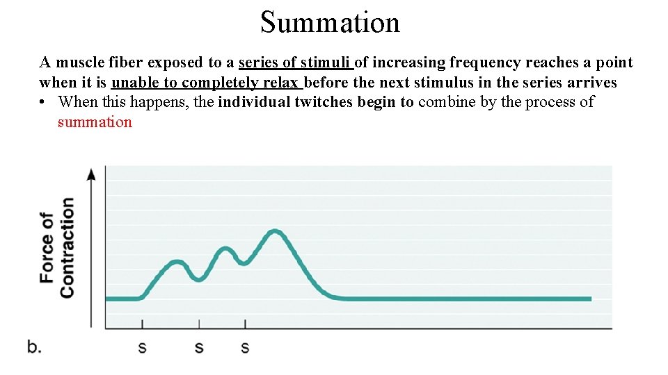 Summation A muscle fiber exposed to a series of stimuli of increasing frequency reaches