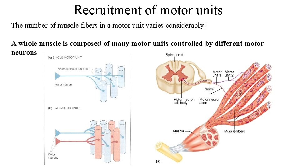 Recruitment of motor units The number of muscle fibers in a motor unit varies