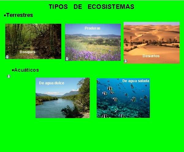 TIPOS DE ECOSISTEMAS ·Terrestres Praderas Bosques Desiertos ·Acuáticos De agua dulce De agua salada