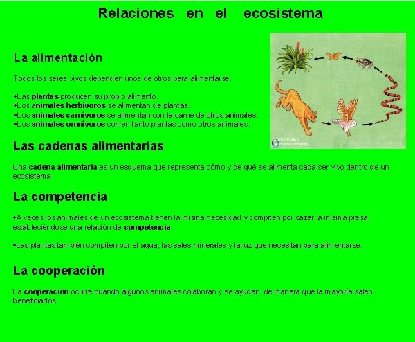 Relaciones en el ecosistema La alimentación Todos los seres vivos dependen unos de otros