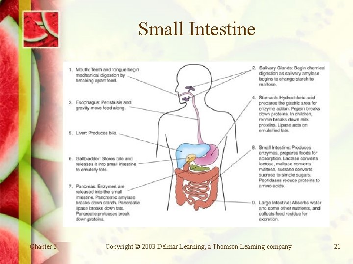 Small Intestine Chapter 3 Copyright © 2003 Delmar Learning, a Thomson Learning company 21