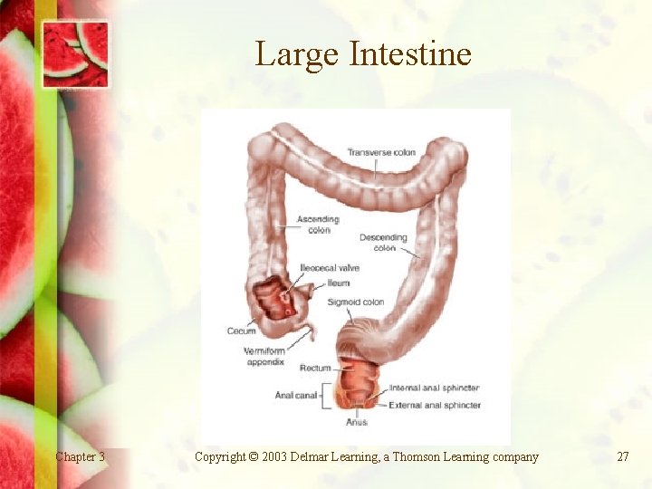Large Intestine Chapter 3 Copyright © 2003 Delmar Learning, a Thomson Learning company 27