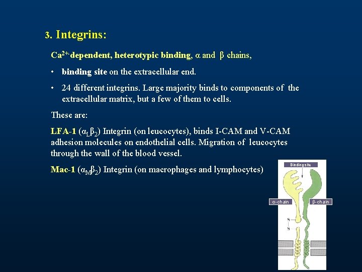 3. Integrins: Ca 2+-dependent, heterotypic binding, α and β chains, • binding site on