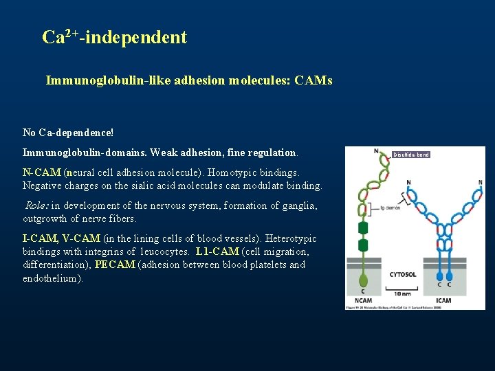 Ca 2+-independent Immunoglobulin-like adhesion molecules: CAMs No Ca-dependence! Immunoglobulin-domains. Weak adhesion, fine regulation. N-CAM