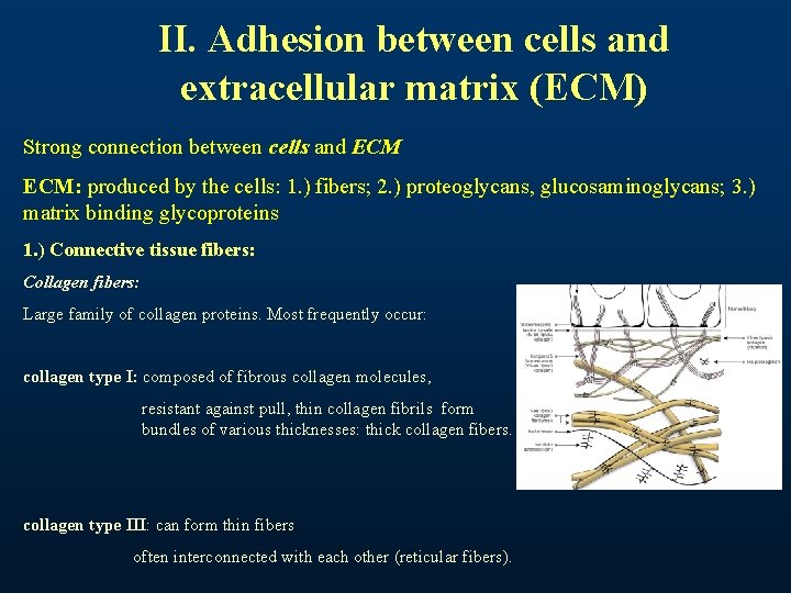 II. Adhesion between cells and extracellular matrix (ECM) Strong connection between cells and ECM: