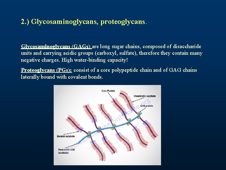 2. ) Glycosaminoglycans, proteoglycans. Glycosaminoglycans (GAGs) are long sugar chains, composed of disaccharide units