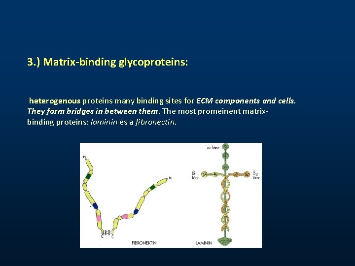 3. ) Matrix-binding glycoproteins: heterogenous proteins many binding sites for ECM components and cells.