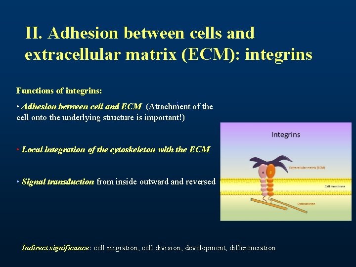 II. Adhesion between cells and extracellular matrix (ECM): integrins Functions of integrins: : •