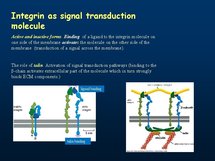 Integrin as signal transduction molecule Active and inactive forms. Binding of a ligand to