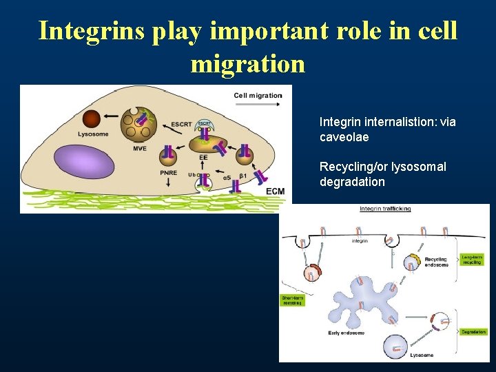 Integrins play important role in cell migration Integrin internalistion: via caveolae Recycling/or lysosomal degradation