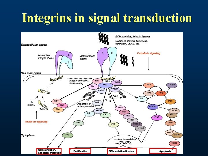 Integrins in signal transduction 