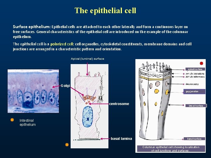 The epithelial cell Surface epithelium: Epithelial cells are attached to each other laterally and