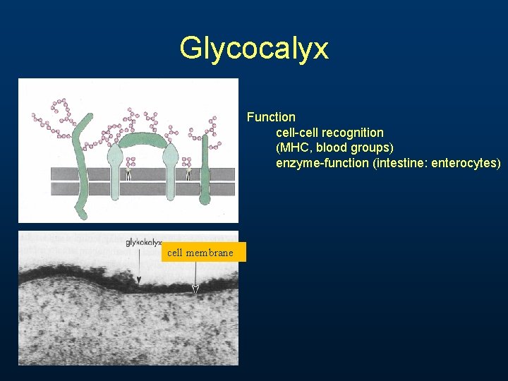 Glycocalyx Function cell-cell recognition (MHC, blood groups) enzyme-function (intestine: enterocytes) cell membrane 