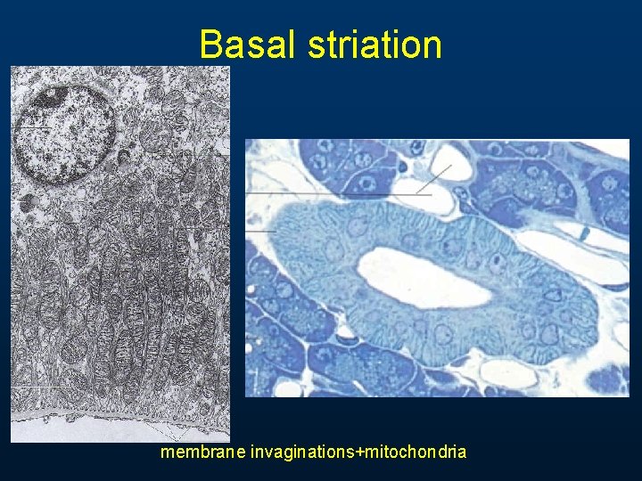 Basal striation membrane invaginations+mitochondria 