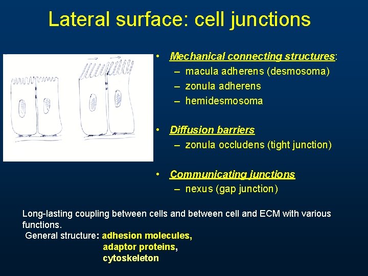 Lateral surface: cell junctions • Mechanical connecting structures: – macula adherens (desmosoma) – zonula