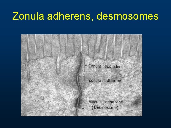 Zonula adherens, desmosomes 