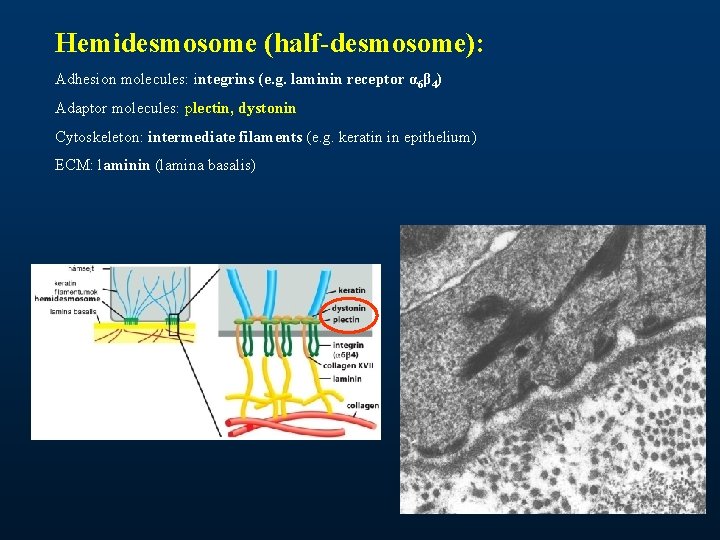 Hemidesmosome (half-desmosome): Adhesion molecules: integrins (e. g. laminin receptor α 6β 4) Adaptor molecules: