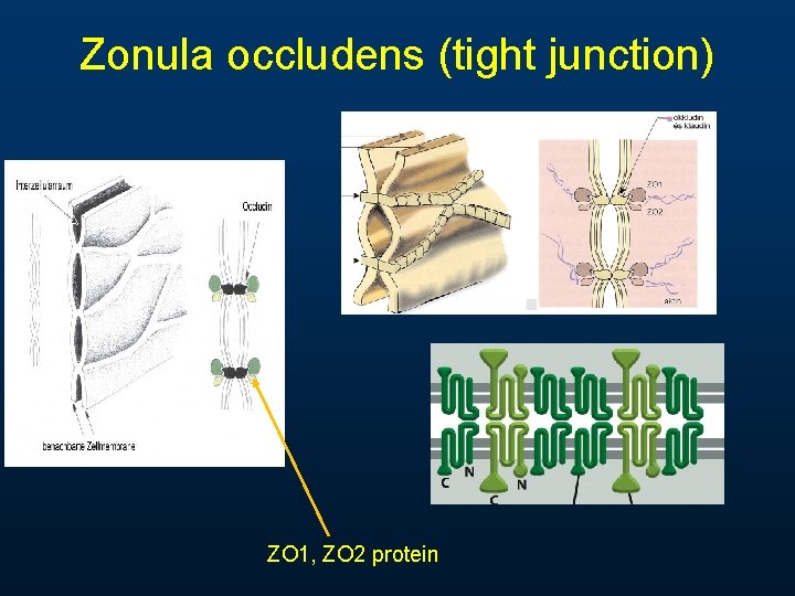 Zonula occludens (tight junction) ZO 1, ZO 2 protein 