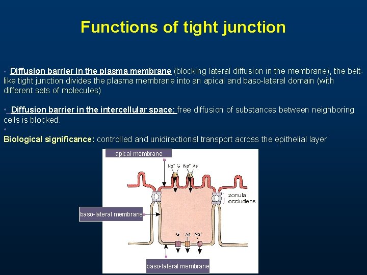 Functions of tight junction • Diffusion barrier in the plasma membrane (blocking lateral diffusion