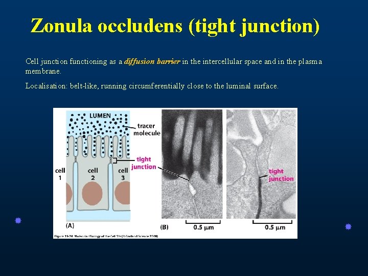 Zonula occludens (tight junction) Cell junction functioning as a diffusion barrier in the intercellular