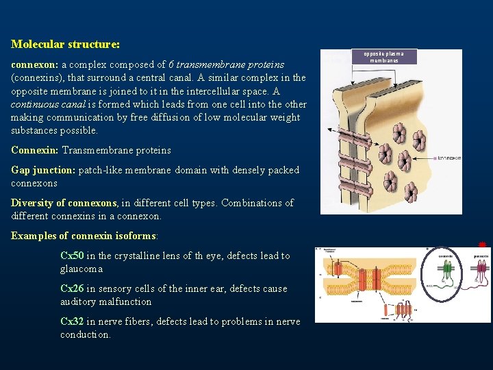 Molecular structure: connexon: a complex composed of 6 transmembrane proteins (connexins), that surround a