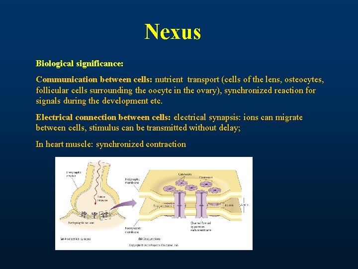 Nexus Biological significance: Communication between cells: nutrient transport (cells of the lens, osteocytes, follicular