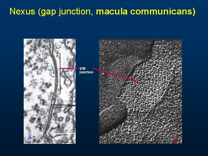 Nexus (gap junction, macula communicans) gap junction 