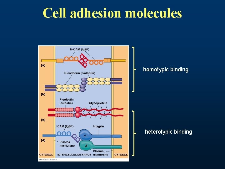 Cell adhesion molecules homotypic binding heterotypic binding 