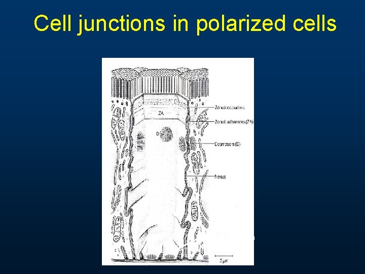 Cell junctions in polarized cells Hemidesmosom es 