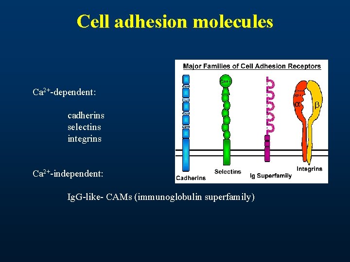 Cell adhesion molecules Ca 2+-dependent: cadherins selectins integrins Ca 2+-independent: Ig. G-like- CAMs (immunoglobulin