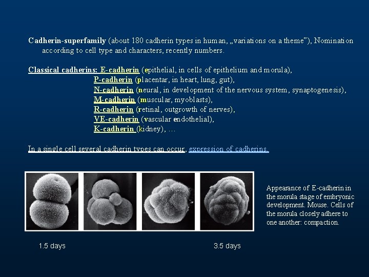 Cadherin-superfamily (about 180 cadherin types in human, „variations on a theme”), Nomination according to