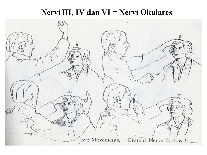 Nervi III, IV dan VI = Nervi Okulares 