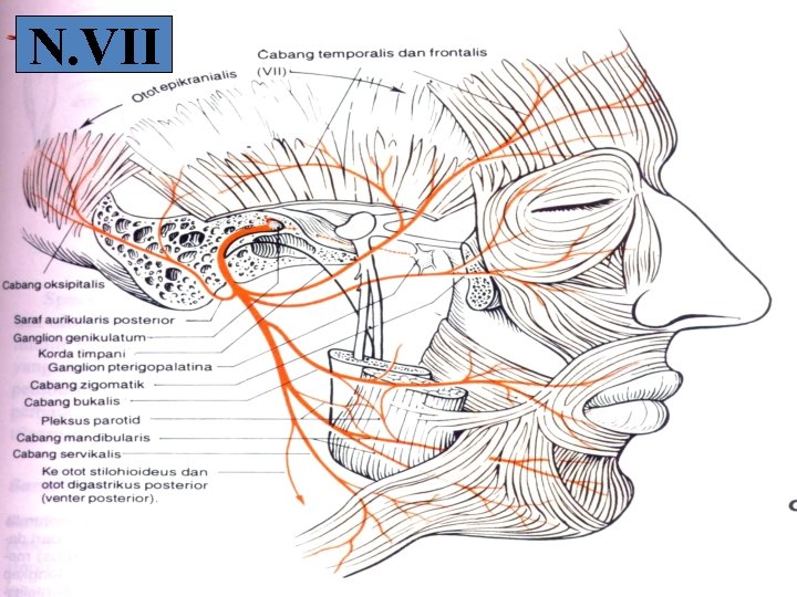 N. VII 