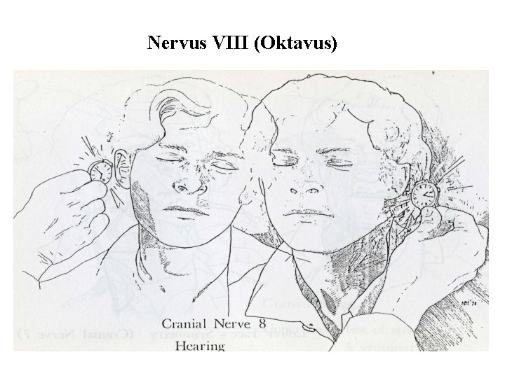 Nervus VIII (Oktavus) 