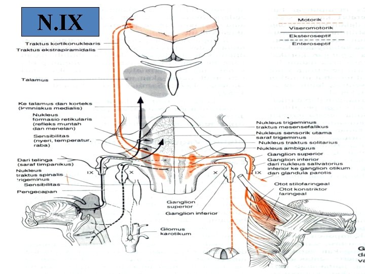 N. IX 