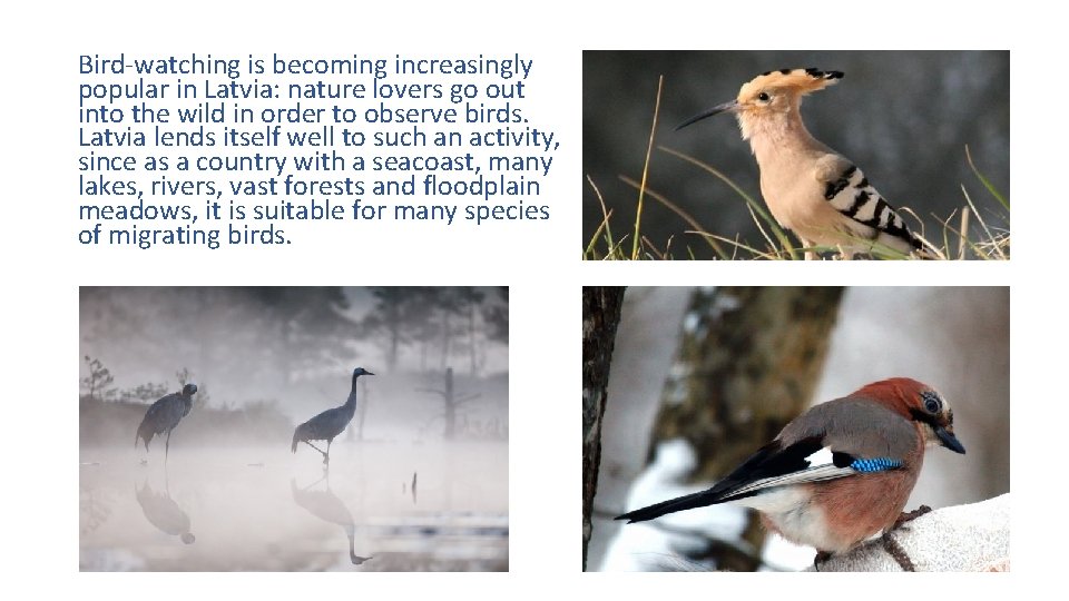 Bird-watching is becoming increasingly popular in Latvia: nature lovers go out into the wild Bird-watching is becoming increasingly popular in Latvia: nature lovers go out into the wild
