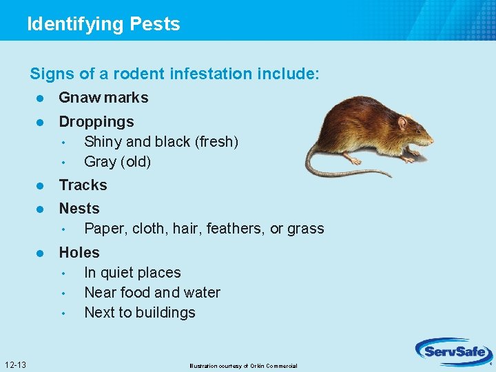 Identifying Pests Signs of a rodent infestation include: 12 -13 l Gnaw marks l