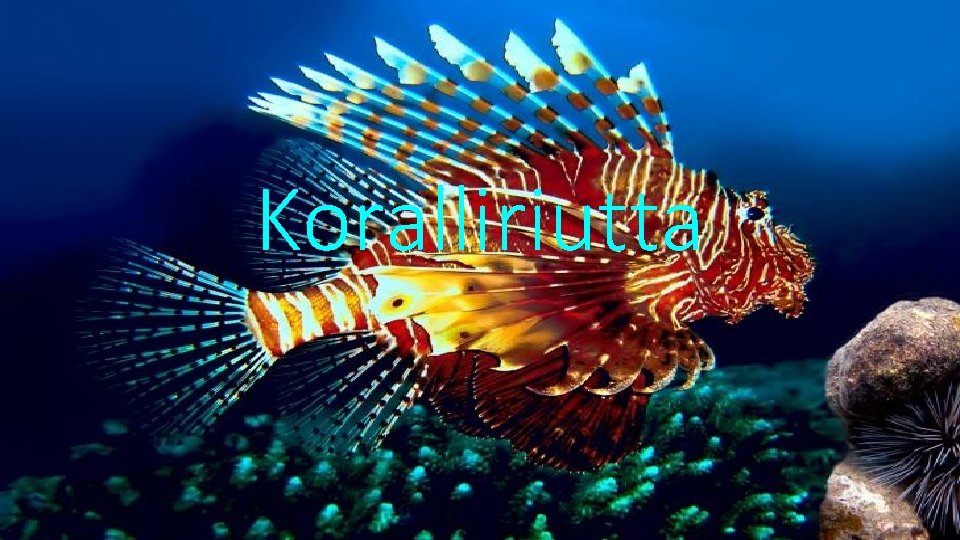 Koralliriutta 