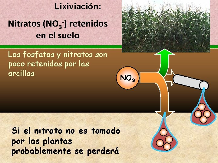 Lixiviación: Nitratos (NO 3 -) retenidos en el suelo Los fosfatos y nitratos son Lixiviación: Nitratos (NO 3 -) retenidos en el suelo Los fosfatos y nitratos son
