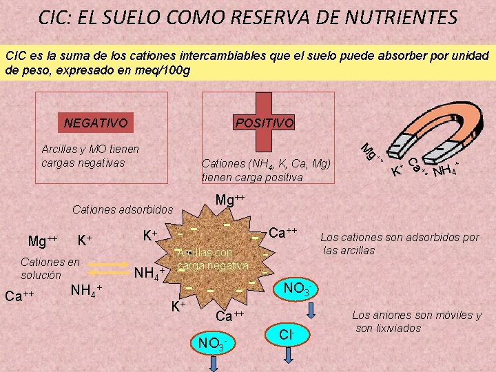 CIC: EL SUELO COMO RESERVA DE NUTRIENTES CIC es la suma de los cationes CIC: EL SUELO COMO RESERVA DE NUTRIENTES CIC es la suma de los cationes