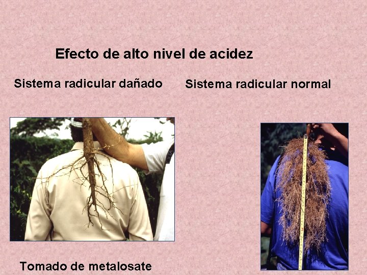 Efecto de alto nivel de acidez Sistema radicular dañado Tomado de metalosate Sistema radicular Efecto de alto nivel de acidez Sistema radicular dañado Tomado de metalosate Sistema radicular