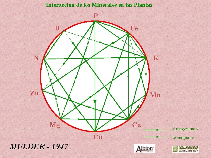 Interacción de los Minerales en las Plantas P B Fe N K Zn Mn Interacción de los Minerales en las Plantas P B Fe N K Zn Mn