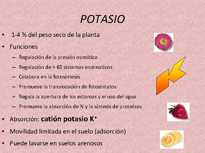 POTASIO • 1 -4 % del peso seco de la planta • Funciones – POTASIO • 1 -4 % del peso seco de la planta • Funciones –
